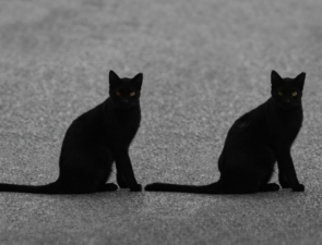 Αγαπητό ChatGPT, τι σημαίνει να δεις μαύρη γάτα στο όνειρό σου;