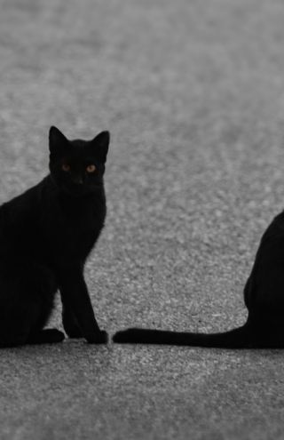 Αγαπητό ChatGPT, τι σημαίνει να δεις μαύρη γάτα στο όνειρό σου;