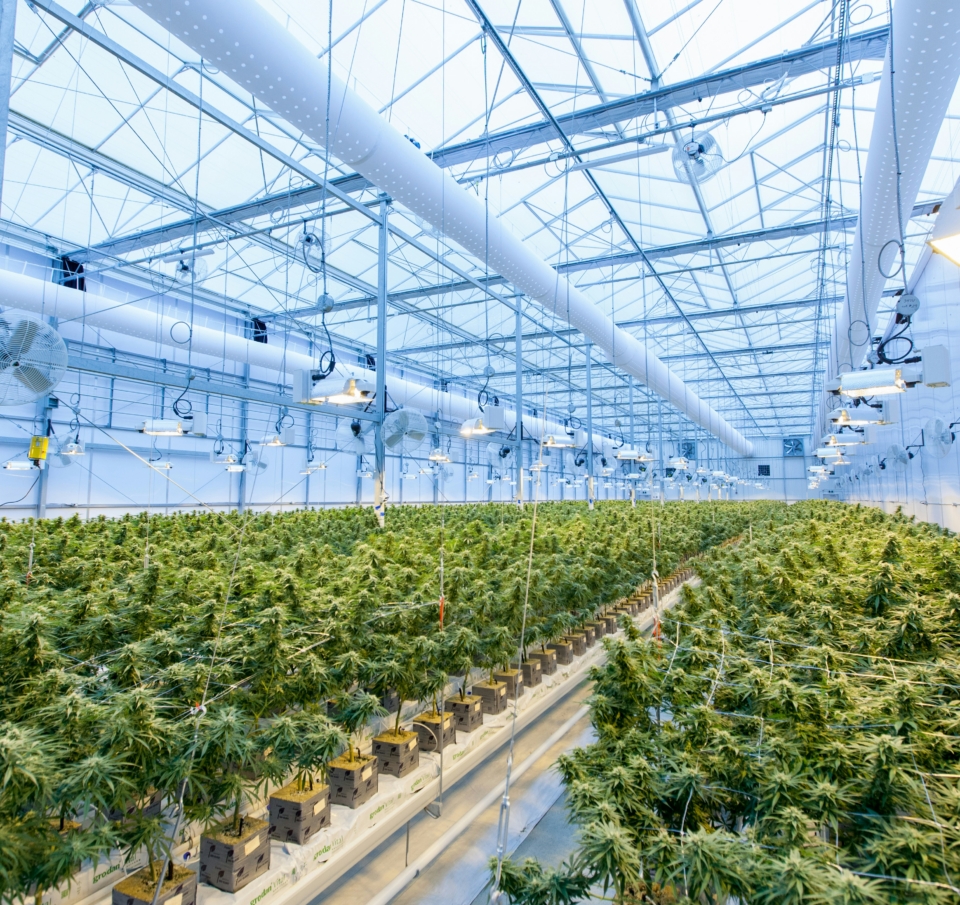 Η Θερμοκήπια Θράκης εισέρχεται στην καλλιέργεια φαρμακευτικής κάνναβης