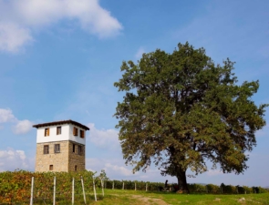 Από την «Παράγκα» σήμερα: Το Κτήμα Κυρ Γιάννη ενισχύει τη θέση του στο οινικό τοπίο της Ελλάδας