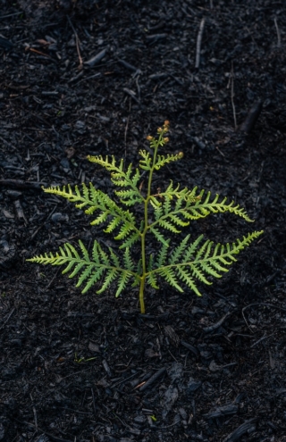 Παπαστράτος: Βιομηχανία με περιβαλλοντικό αποτύπωμα ευθύνης