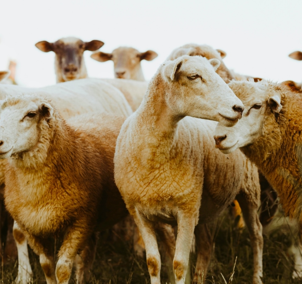 Η ελληνική γαλακτοβιομηχανία αλλάζει: Η κρίση ευλογιάς, τα deals και οι επενδύσεις