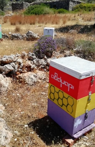 Η οικογενειακή μελισσοκομία των Κυθήρων: Μια ζωή αφιερωμένη στο μέλι, τη φύση και τις αξίες του τόπου