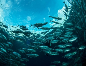 Η αγορά του Τόνου που στηρίζεται σε αθέατη δουλεία