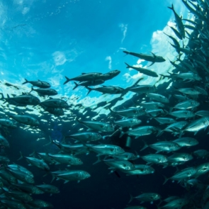 Η αγορά του Τόνου που στηρίζεται σε αθέατη δουλεία