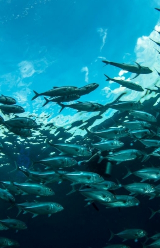 Η αγορά του Τόνου που στηρίζεται σε αθέατη δουλεία