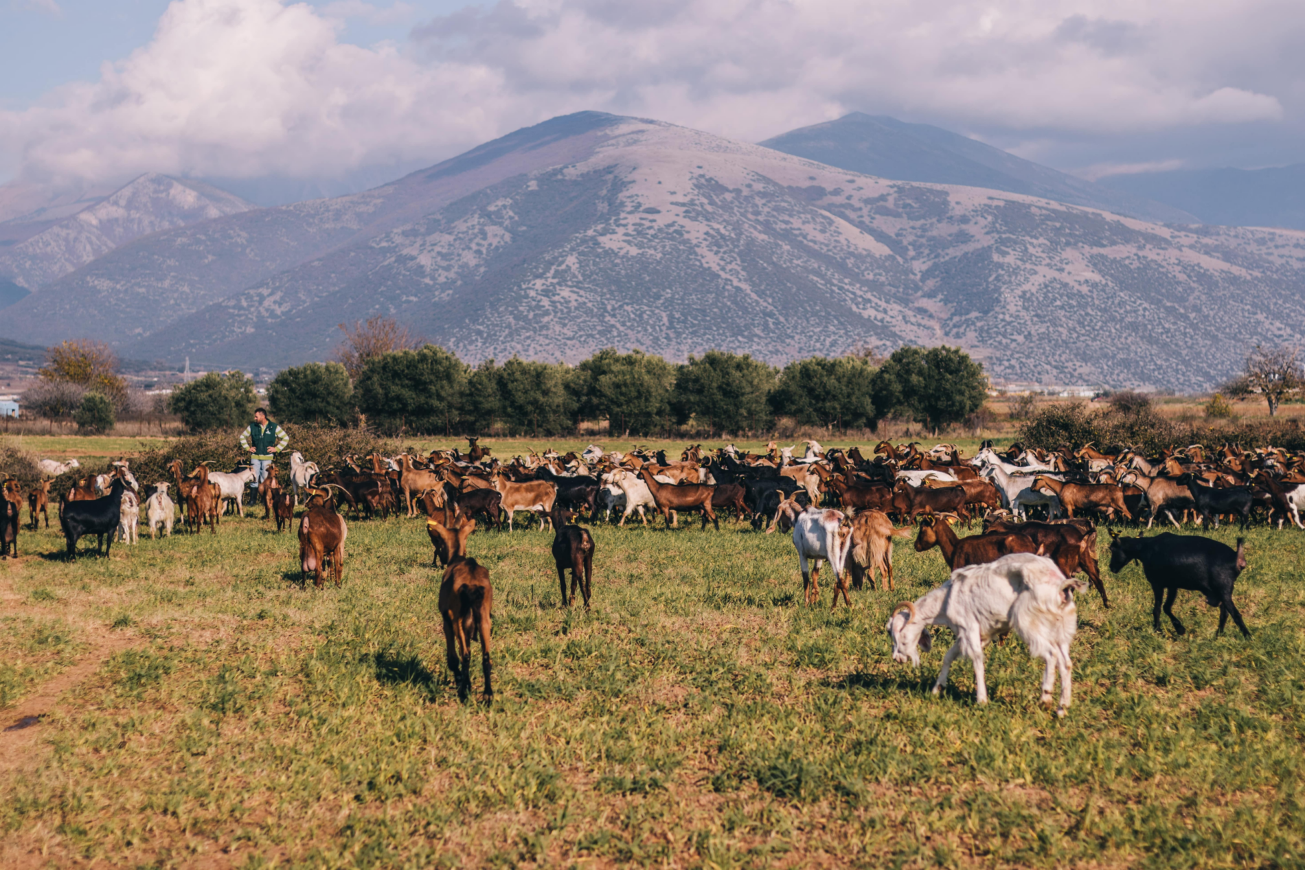 ΟΛΥΜΠΟΣ και Βιολογική Κτηνοτροφία