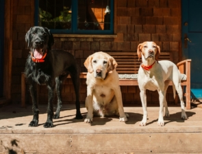 Pet economy: Ποιοι γεμίζουν τα μπολ και φροντίζουν τα κατοικίδια στην Ελλάδα