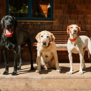 Pet economy: Ποιοι γεμίζουν τα μπολ και φροντίζουν τα κατοικίδια στην Ελλάδα