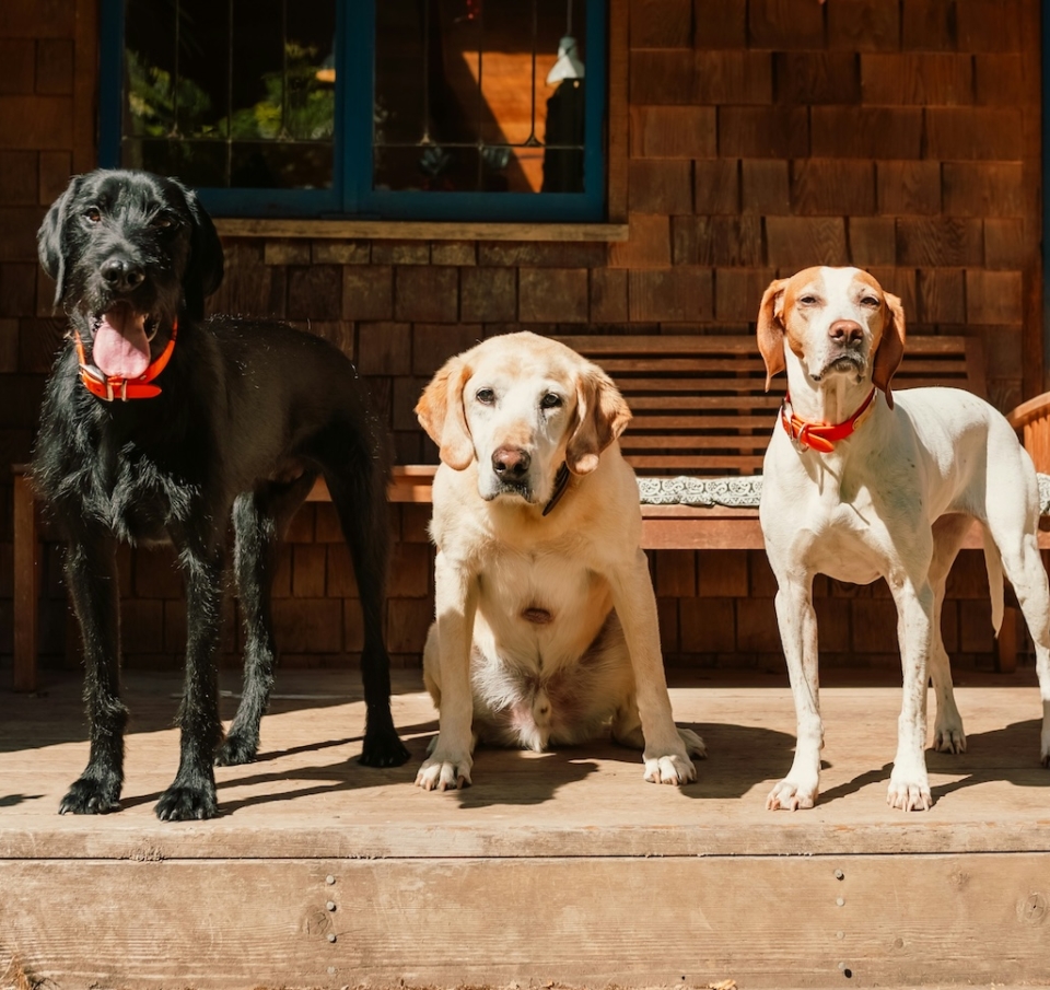 Pet economy: Ποιοι γεμίζουν τα μπολ και φροντίζουν τα κατοικίδια στην Ελλάδα
