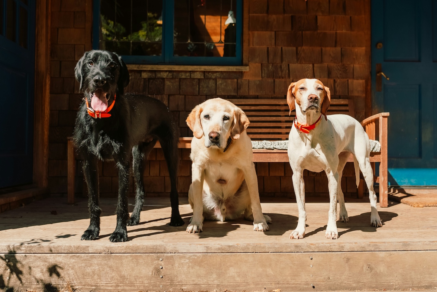 Pet economy: Ποιοι γεμίζουν τα μπολ και φροντίζουν τα κατοικίδια στην Ελλάδα