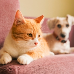 Pet City: Στα 102 καταστήματα, τώρα αρχίζει το τεστ της παραγωγικότητας