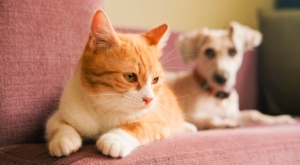 Pet City: Στα 102 καταστήματα, τώρα αρχίζει το τεστ της παραγωγικότητας