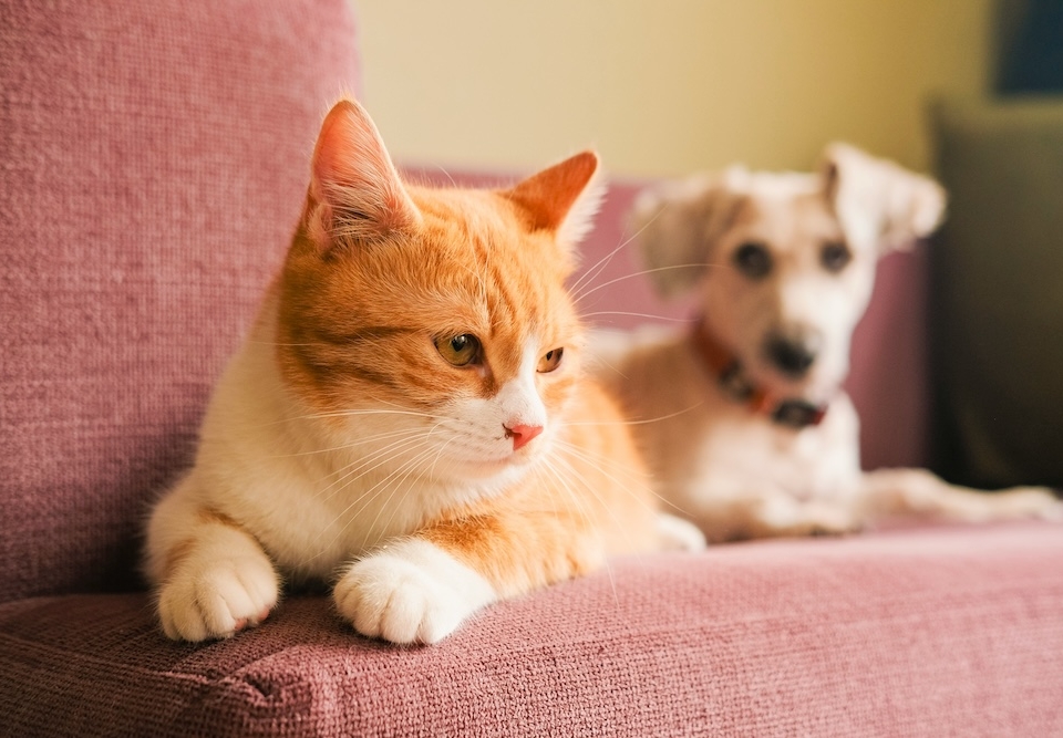 Pet City: Στα 102 καταστήματα, τώρα αρχίζει το τεστ της παραγωγικότητας