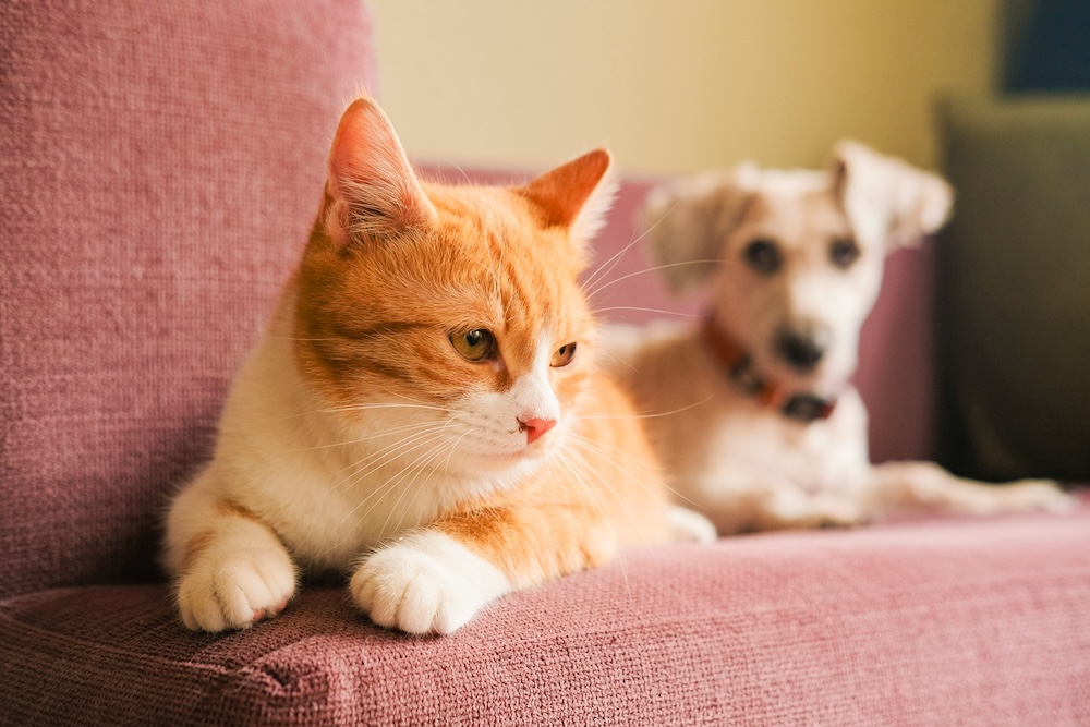 Pet City: Στα 102 καταστήματα, τώρα αρχίζει το τεστ της παραγωγικότητας
