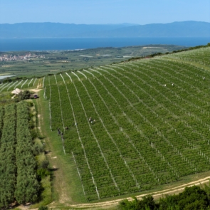 Κτήμα Βιβλία Χώρα: Το οινοποιείο της Επανομής που έγινε από τους ισχυρούς παίκτες στο ελληνικό κρασί